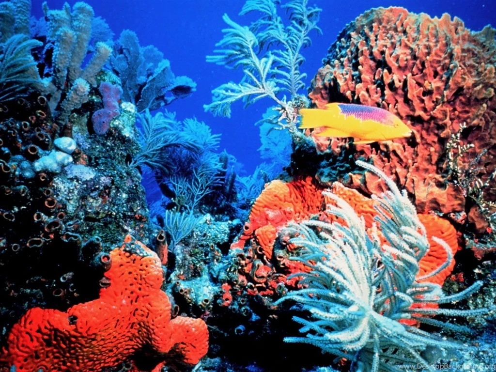 Coral Reef Backgrounds Wallpapers Cave