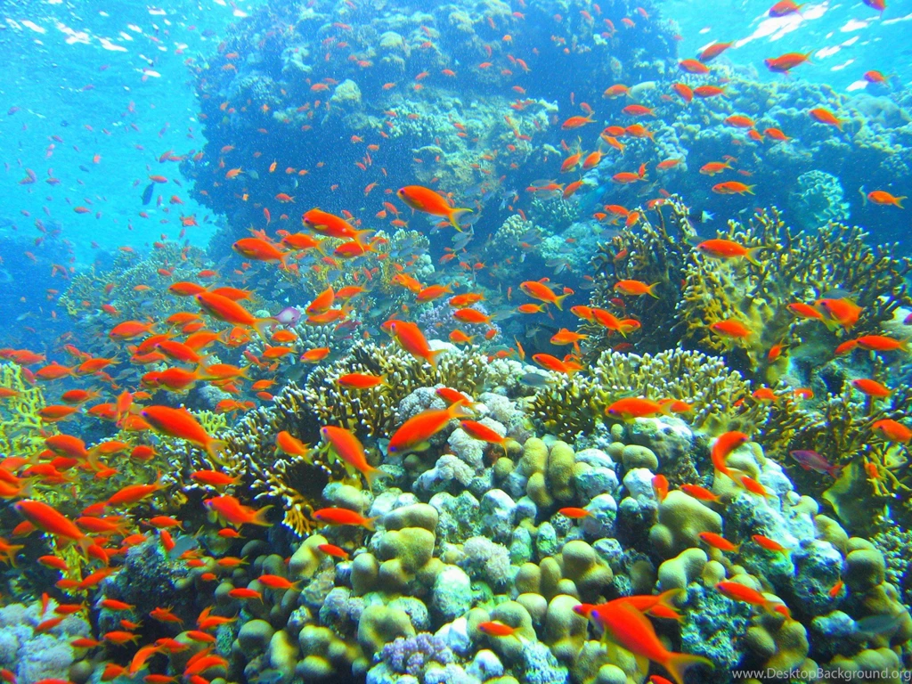 Coral Reef Backgrounds Wallpapers Cave