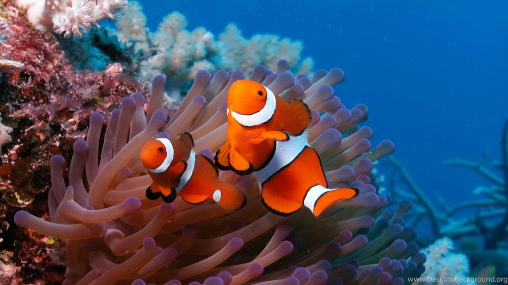 Download Wallpapers 3840x2160 Sea, Reef, Coral, Fish, Sea Anemones ...