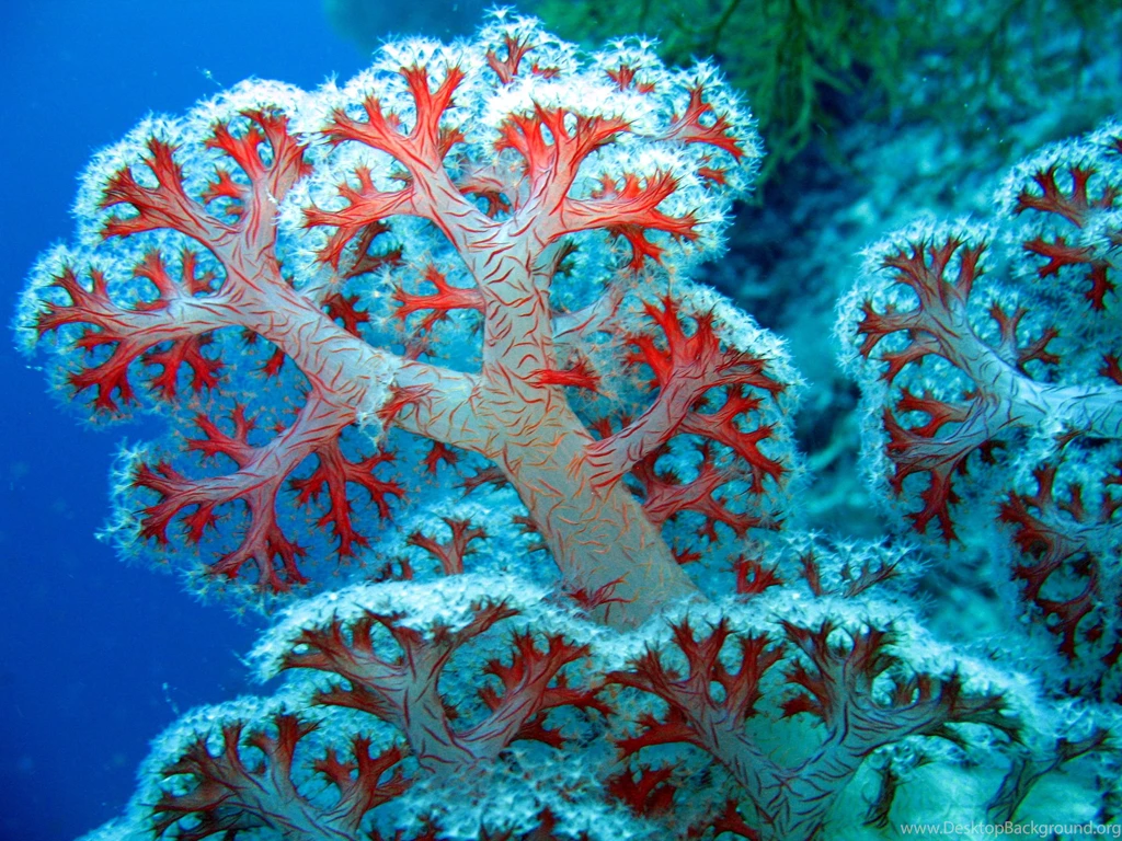 Coral Reef Wallpapers Pictures 6339 3072x2304 Px ~ WallpaperFort.com