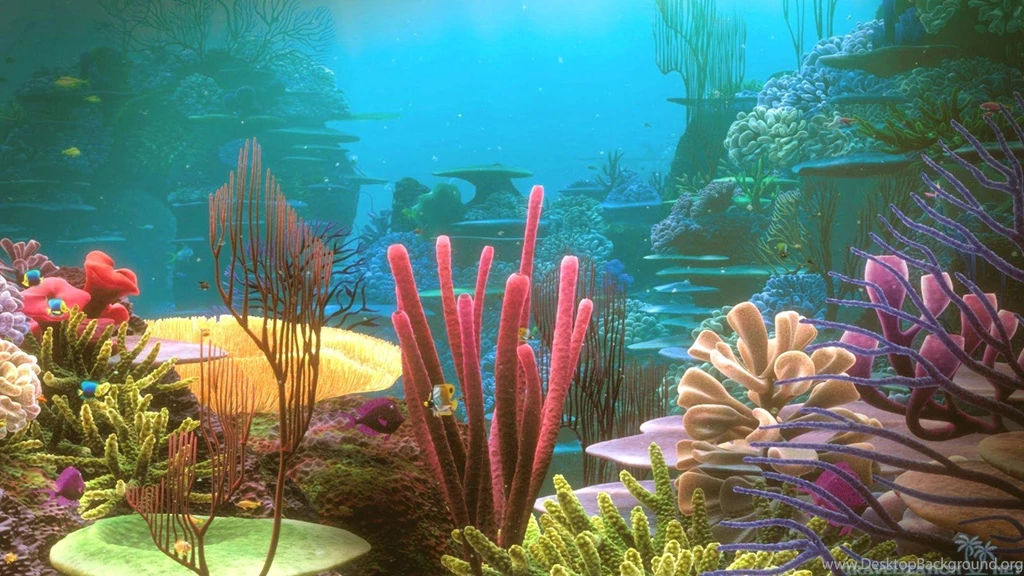 Colorful Coral Reef Desktop Under Water Wallpapers Hd Phone