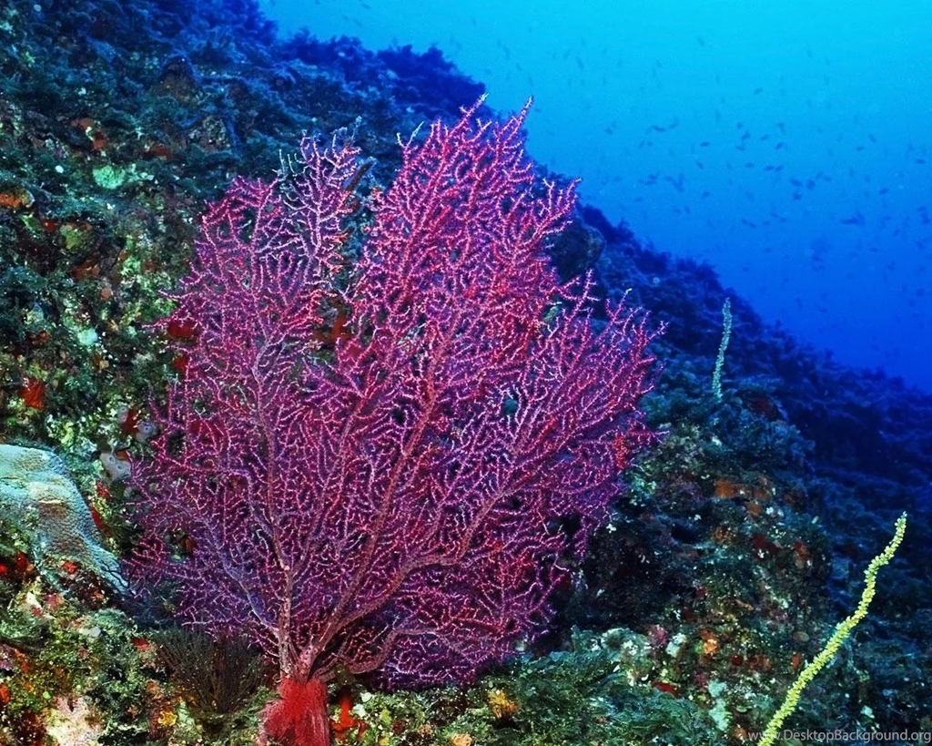 Coral Reef Coral Hd Animals Wallpapers Hd Coral Reef Wallpapers