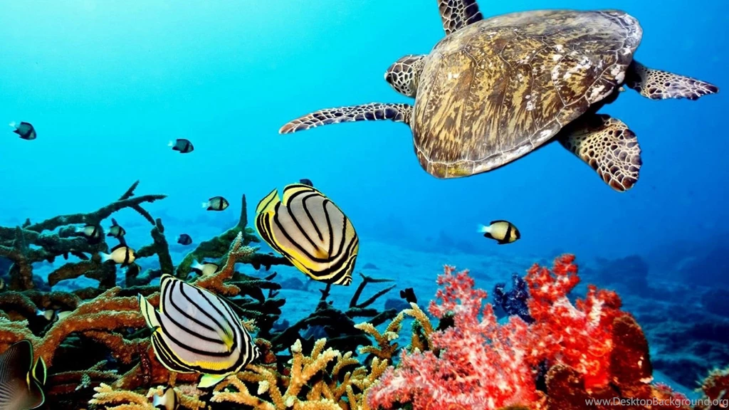 Ocean Turtle Desktop Backgrounds Wallpapers DreamLoveWallpapers