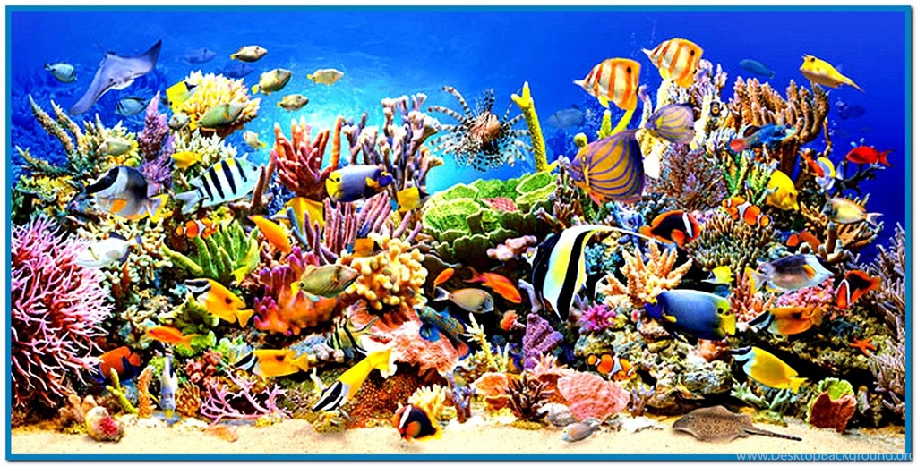 Reef Dwellers >> HD Wallpaper, Get It Now!