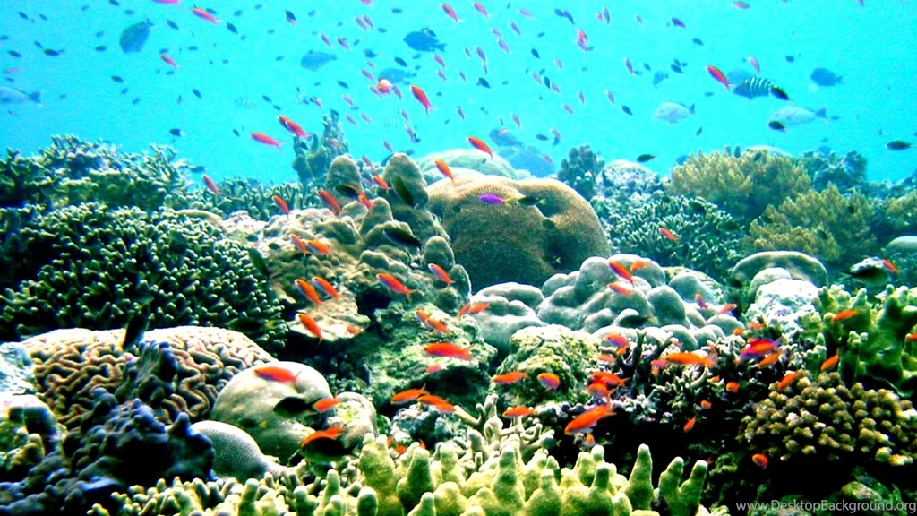 HD Great Barrier Reef Wallpapers desktop1.jpg