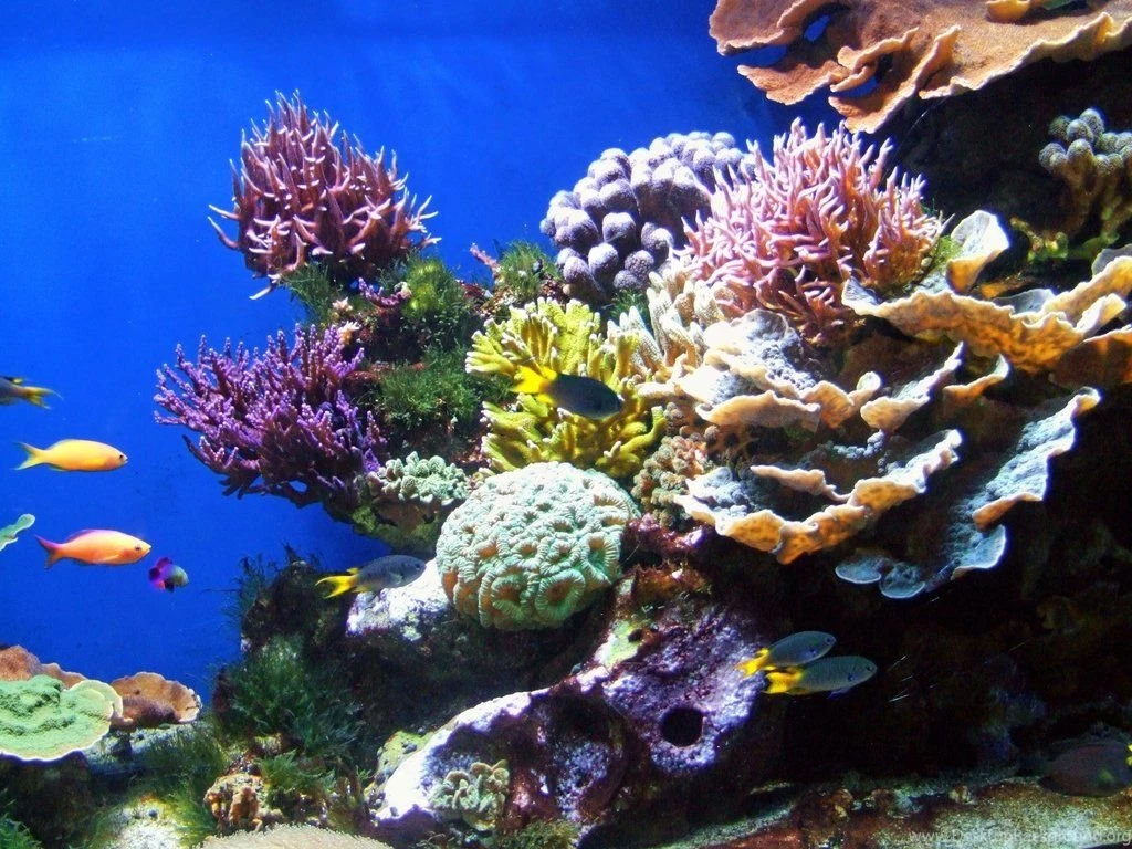 Coral Reef Wallpapers