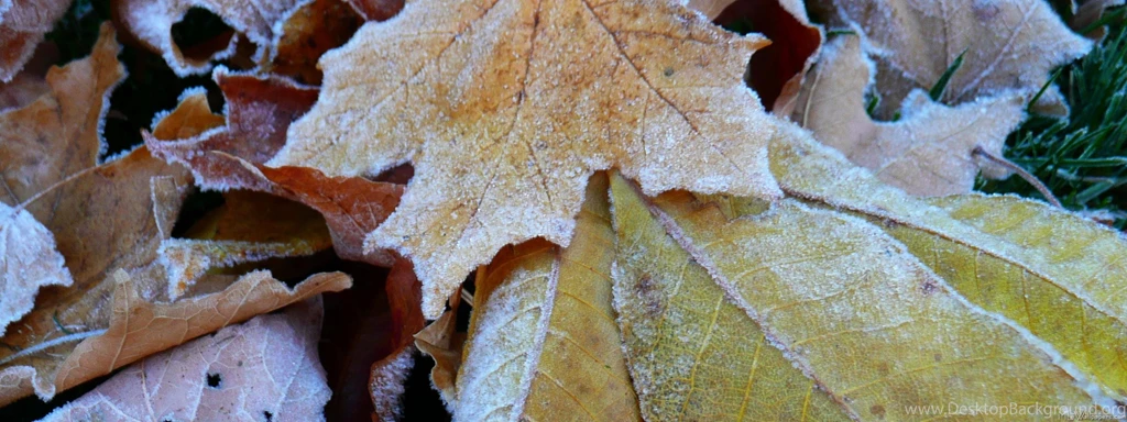 MLeWallpapers.com   Frosty Fall Leaves I