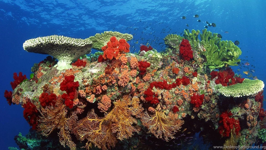 Coral Reef Wallpapers