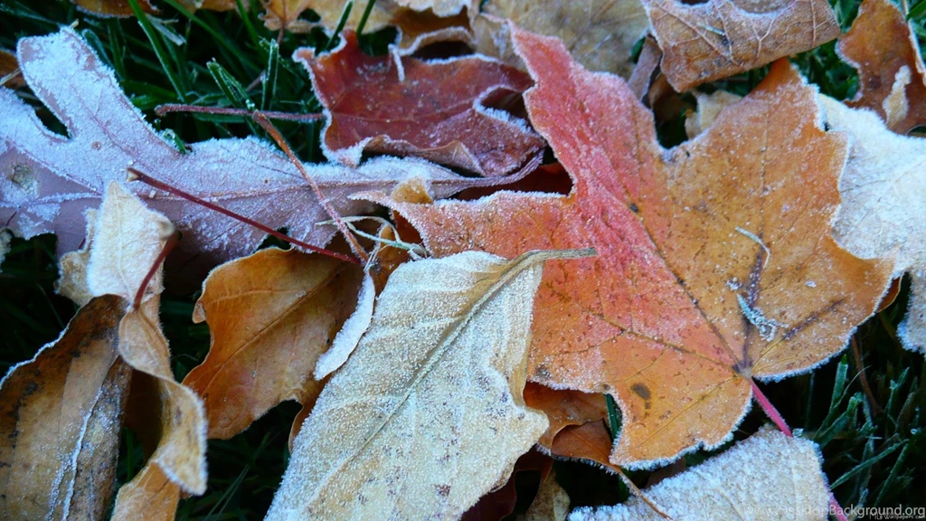 MLeWallpapers.com Frosty Fall Leaves IV