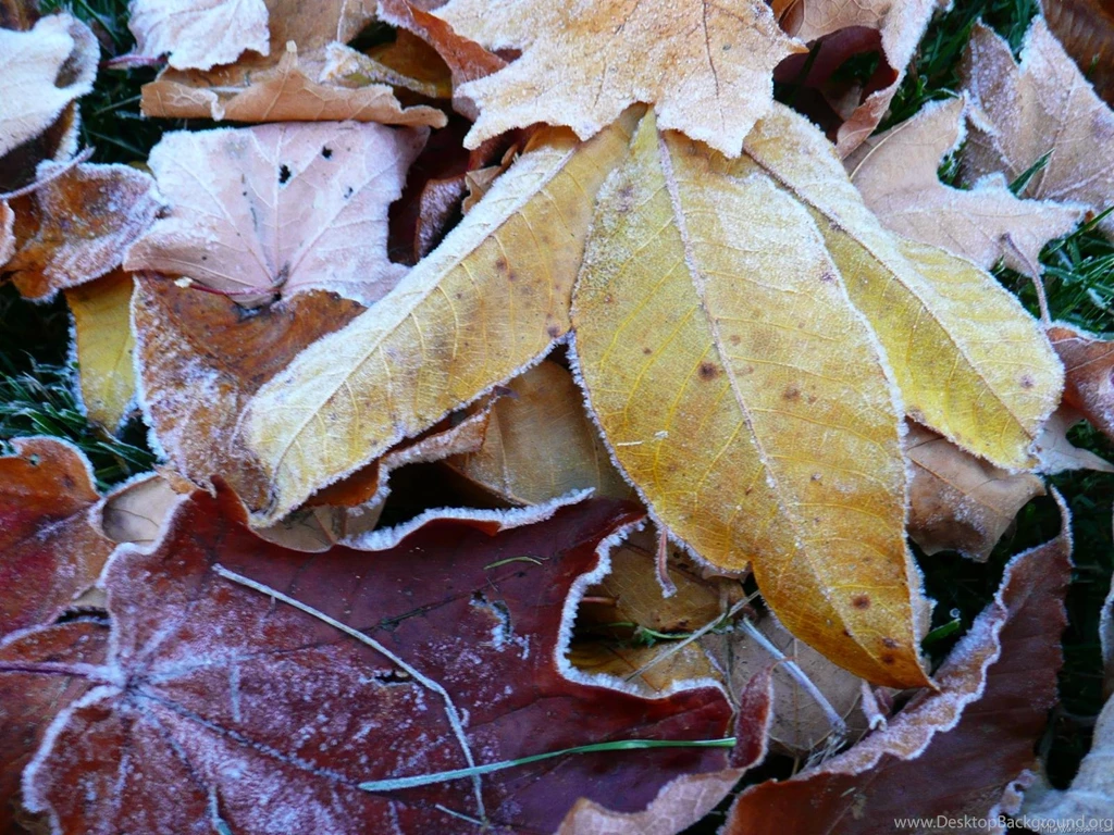 MLeWallpapers.com Frosty Fall Leaves II