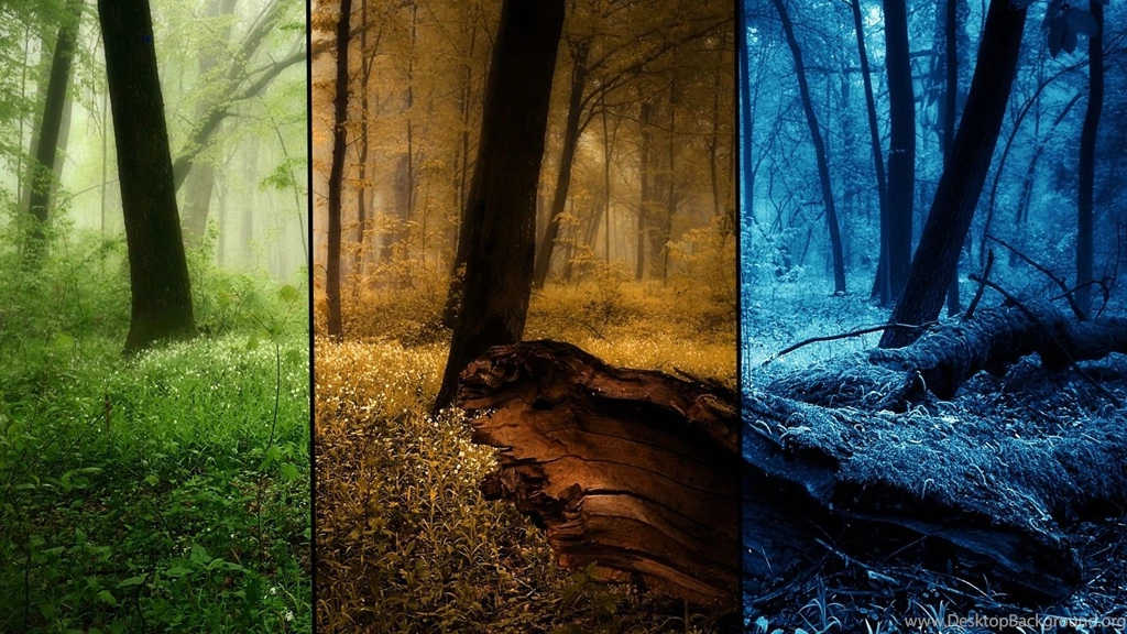 Download Wallpapers 1920x1080 Wood, Seasons, Pictures, Trees ...