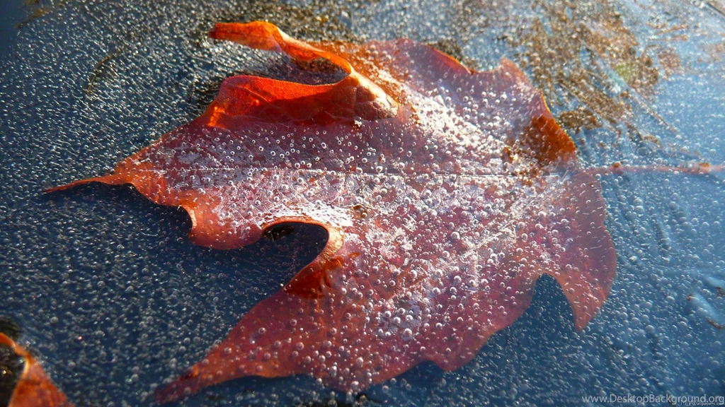 MLeWallpapers.com Frozen Red Maple Leaf