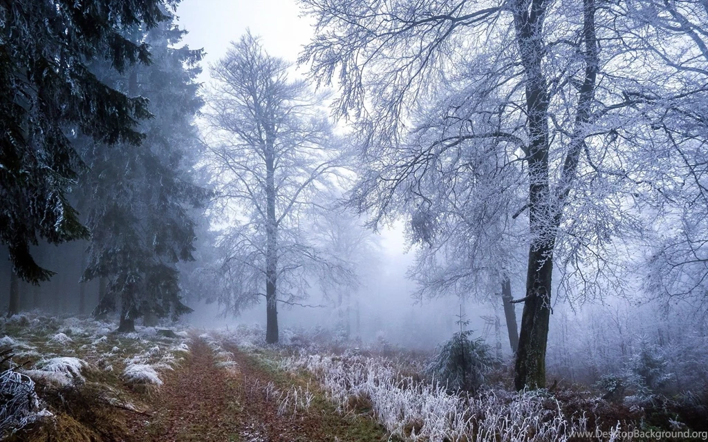 Winter: Winter Forest Snow Nature Desktop Backgrounds For High ...