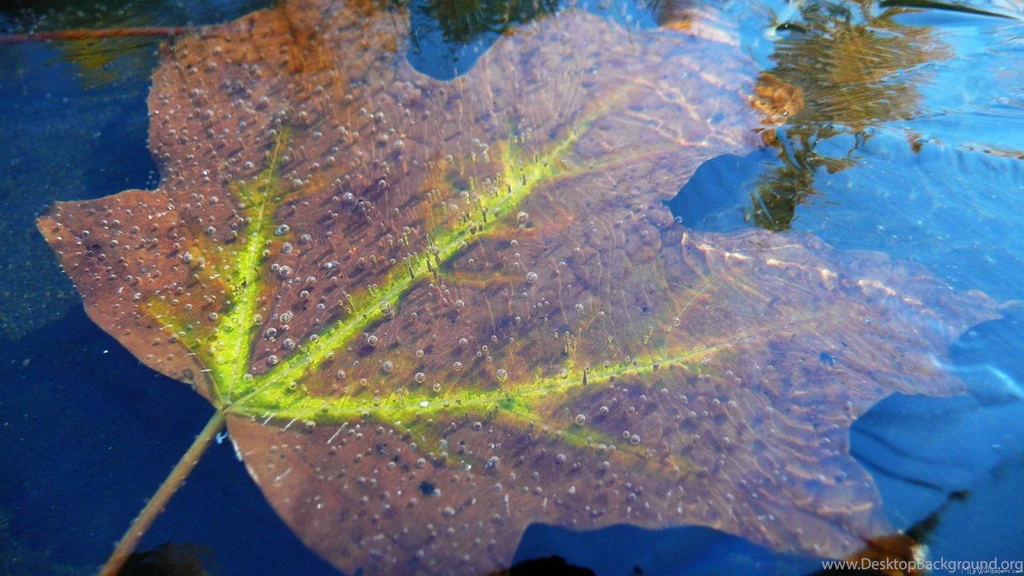 MLeWallpapers.com Frozen Fall Maple Leaf I