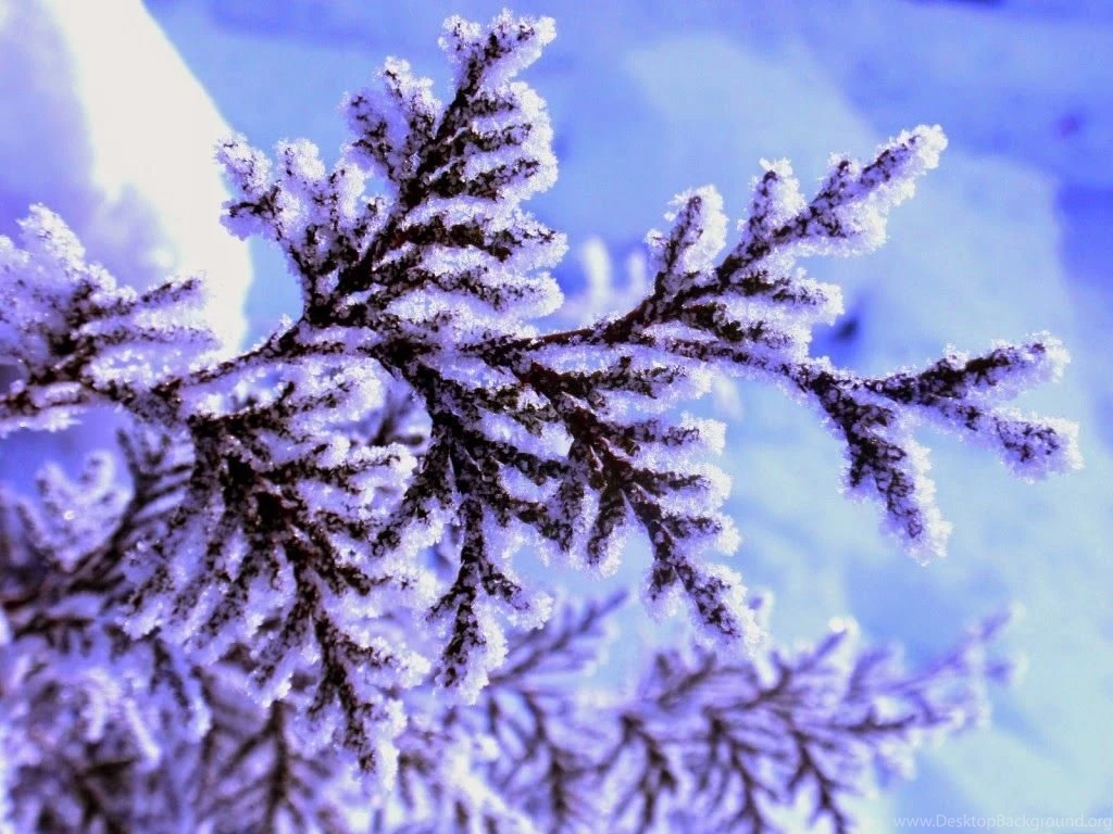 Free Download HD Wallpapers, Pictures, Images, Backgrounds ...