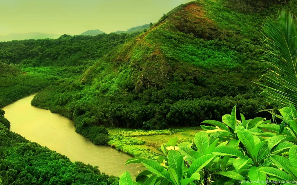 Jungle River HD Wallpapers HD Wallpaper Backgrounds Of Your Choice