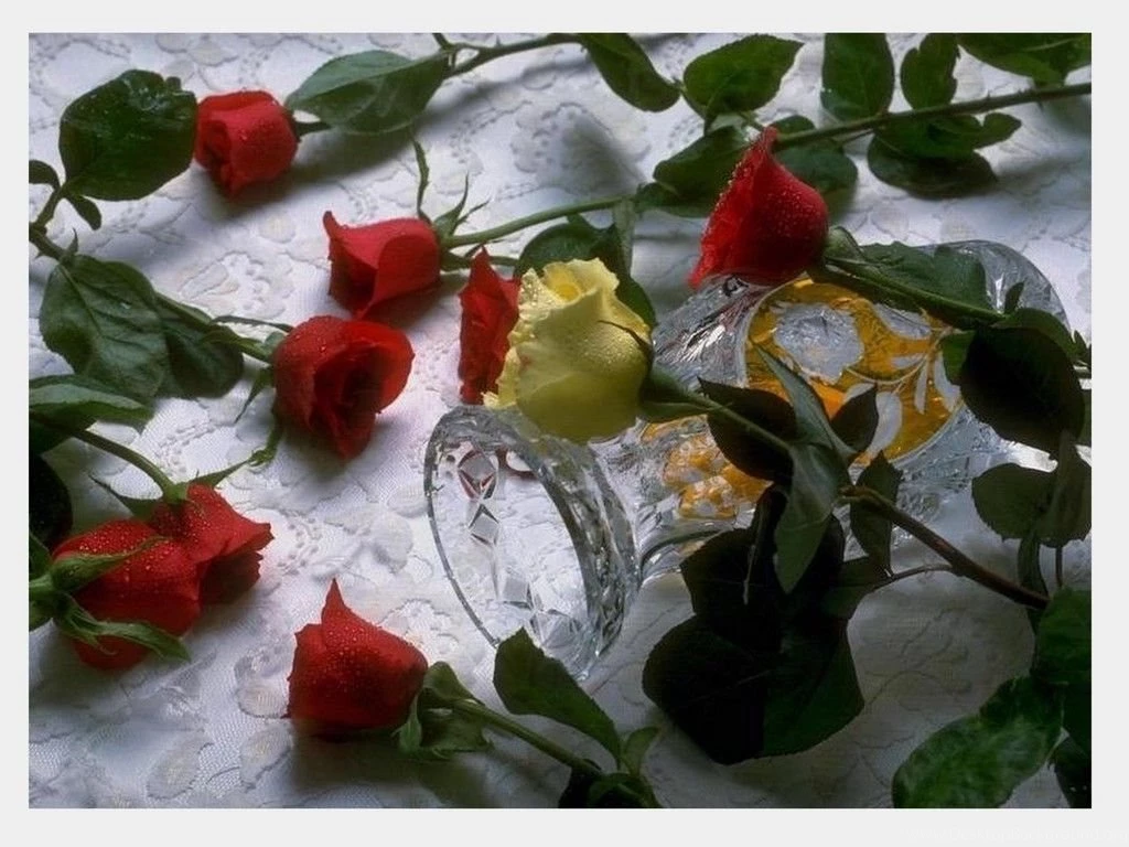 Only Red Roses High Quality Wallpapers