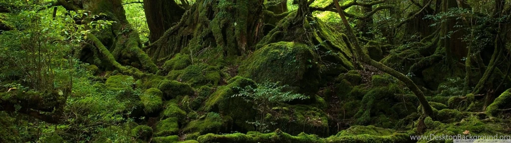 Rainforest HD Desktop Wallpapers : High Definition : Fullscreen ...