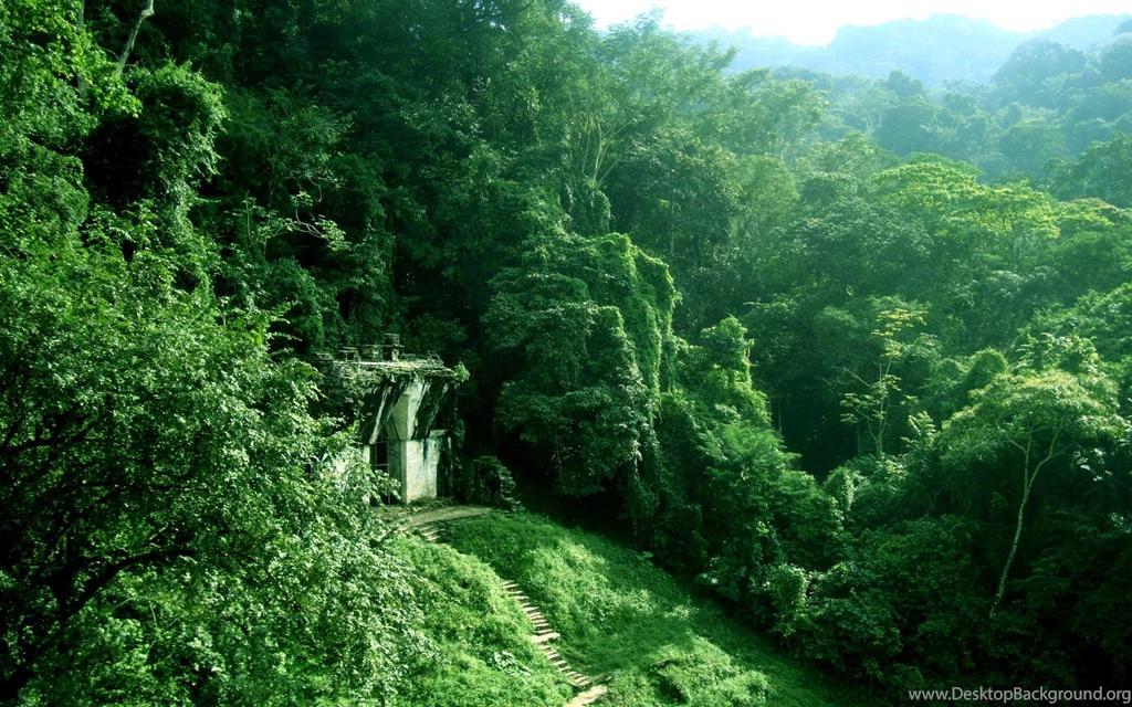 1920x1080px Tiger In Jungle