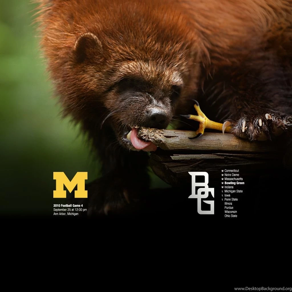Wolverine Vs. Falcon – 2010 Game 4 – Michigan Football Fan Art
