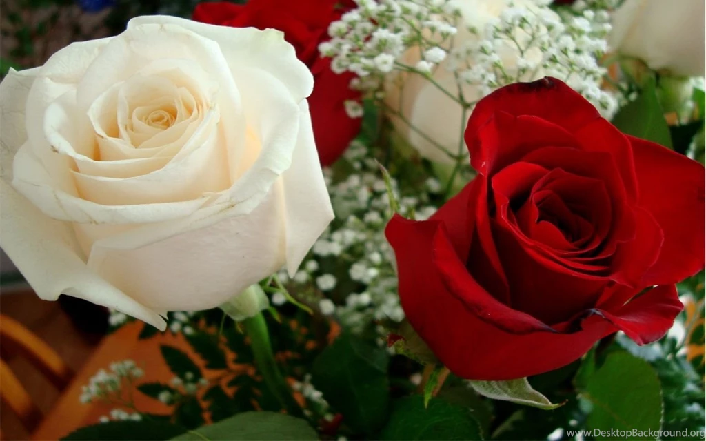 Beautiful roses wallpapers download images 6 VU HELP