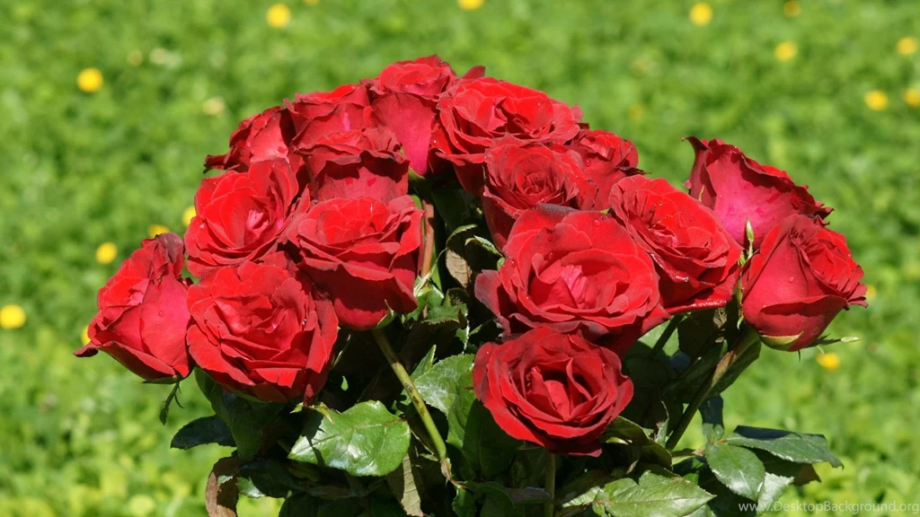 Red Rose Wallpapers Free Download HD Wallpapers Lovely