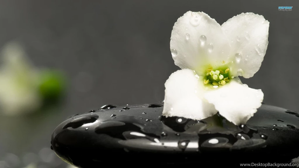 Flower On A Spa Stone Wallpapers   Photography Wallpapers