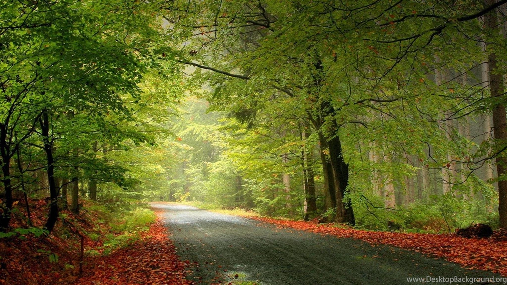 Download Wallpapers Road In The Dark Forest (1600 X 900 Widescreen ...