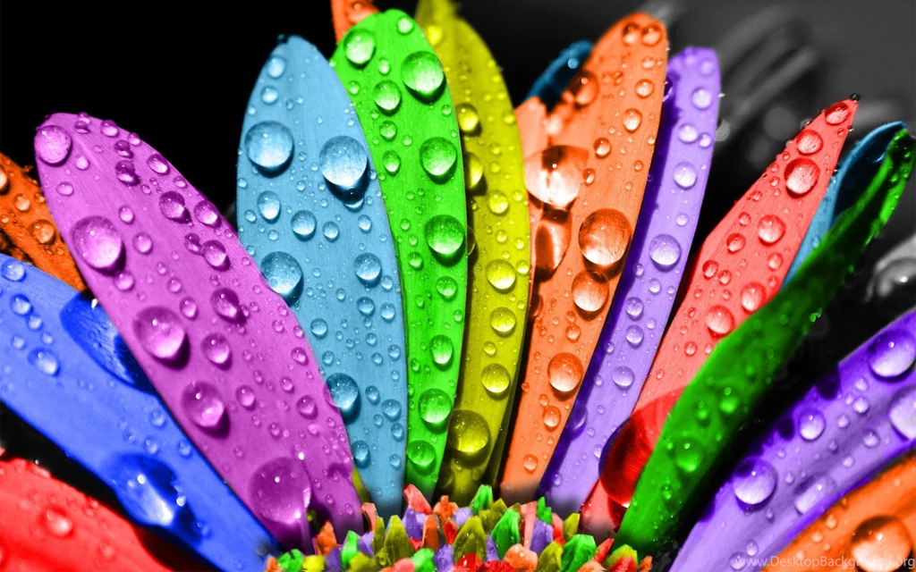 Top Color Desktop Wallpapers Flowers Images Fo 1920x1200PX ~ Color ...