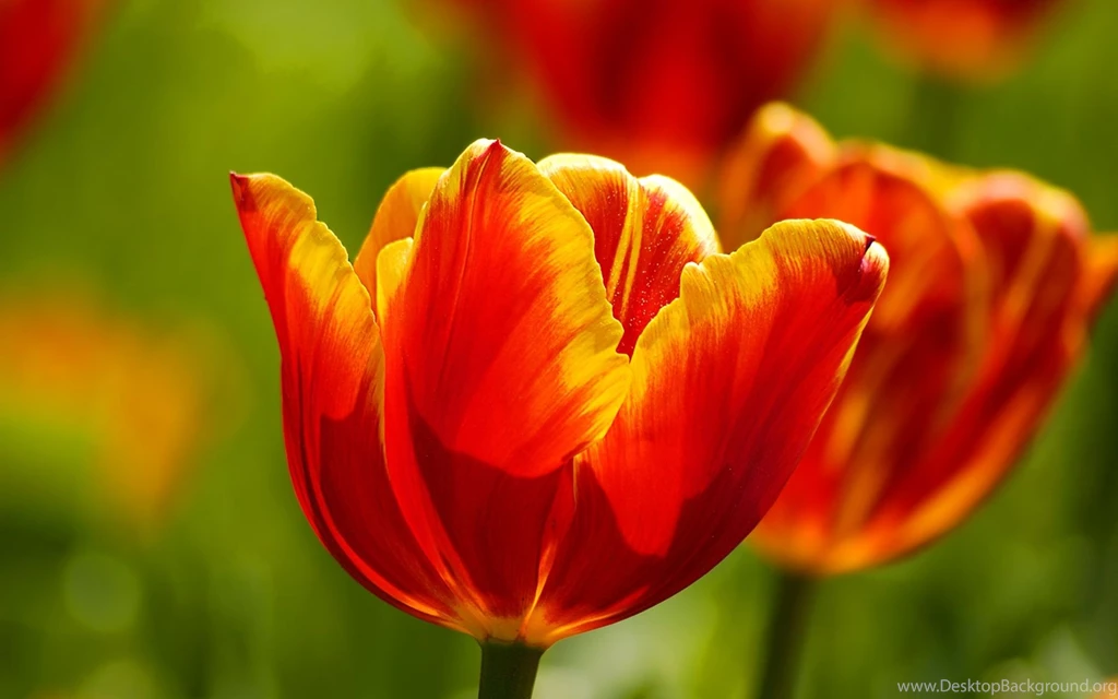 Wallpapers Dakar Logo High Quality Flowers Beautiful Tulips Super ...