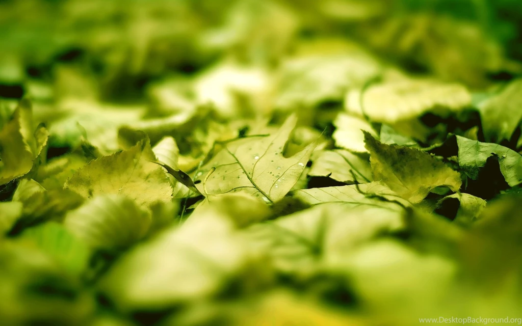 2560x1600 Wallpaper, High Resolution, Nature, Super Macro Photo ...
