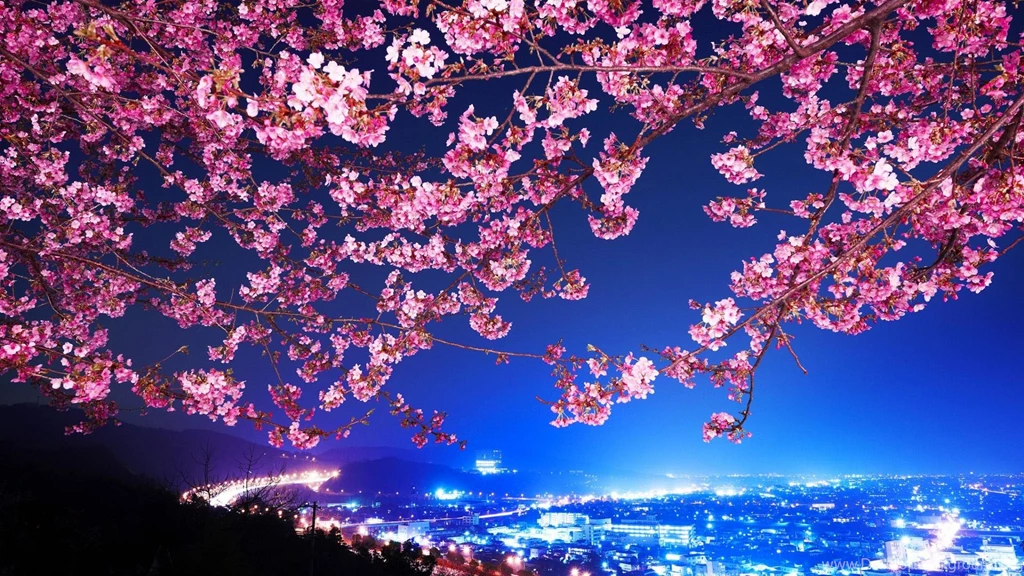 Japanese Cherry Widescreen Wallpapers Picture 1920x1080 1080p Hd ...