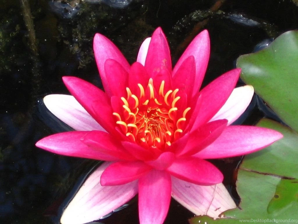 Computer Wallpapers Flowers Wallpapers HD Wide