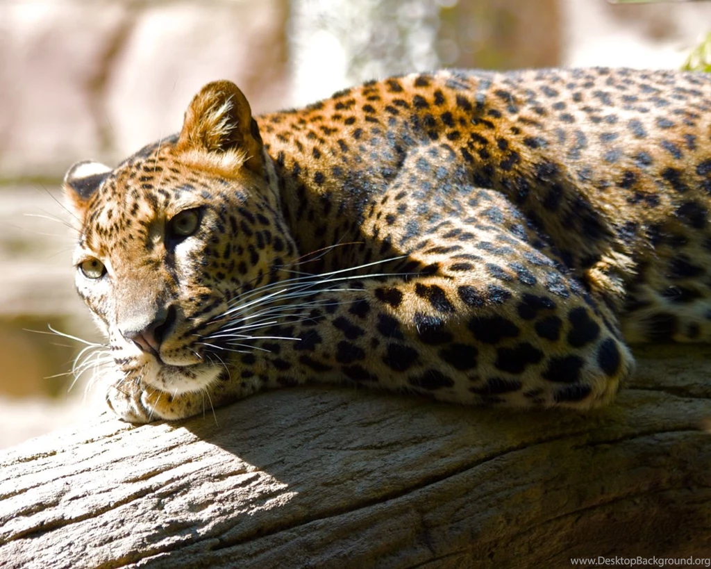 Beautiful HD Leopard Wallpapers HD Wallpapers