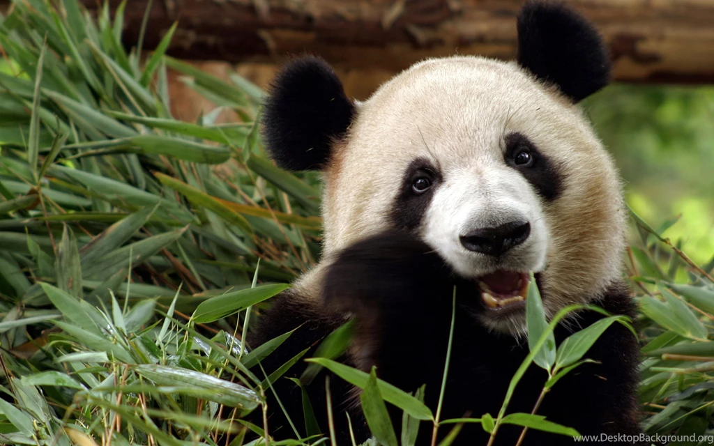 Panda Bear Bamboo China Wallpapers