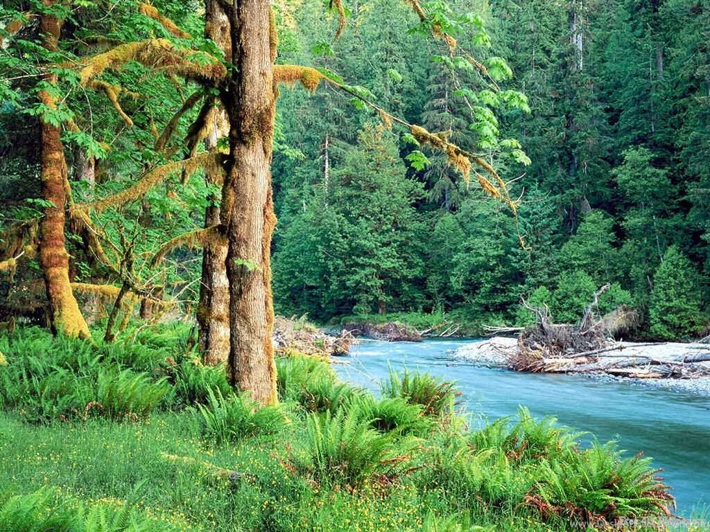 Free Wallpaper: Forest Exotic Wallpapers