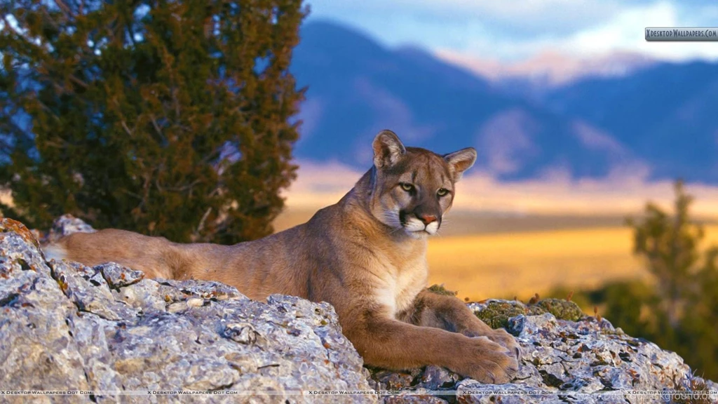 Mountain Lion, Rocky Mountains Wallpapers