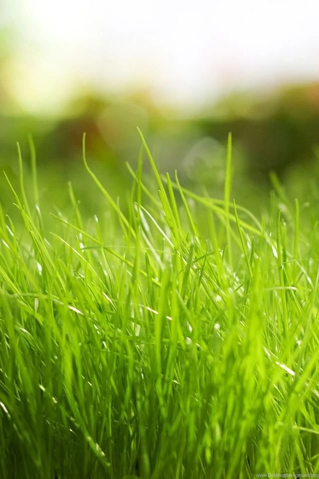 Cute Grass Iphone 4 Wallpapers 640x960 Hd Wallpapers For Cell ...