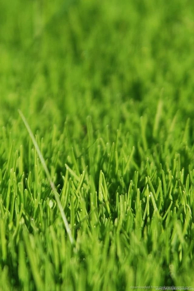 Download Green Grass Wallpapers For iPhone 4