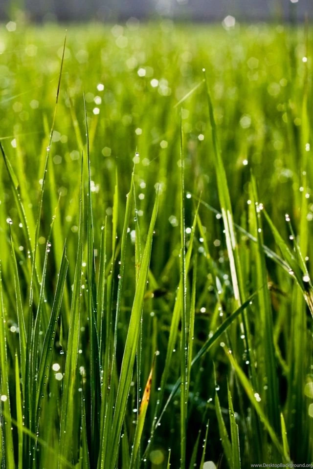 Grass