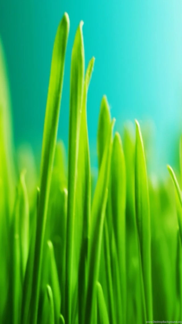 Grass iPhone 5s Wallpapers