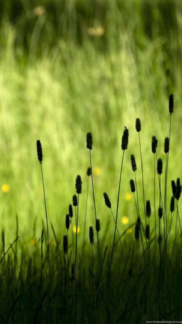 Grass iPhone 5s Wallpapers Download
