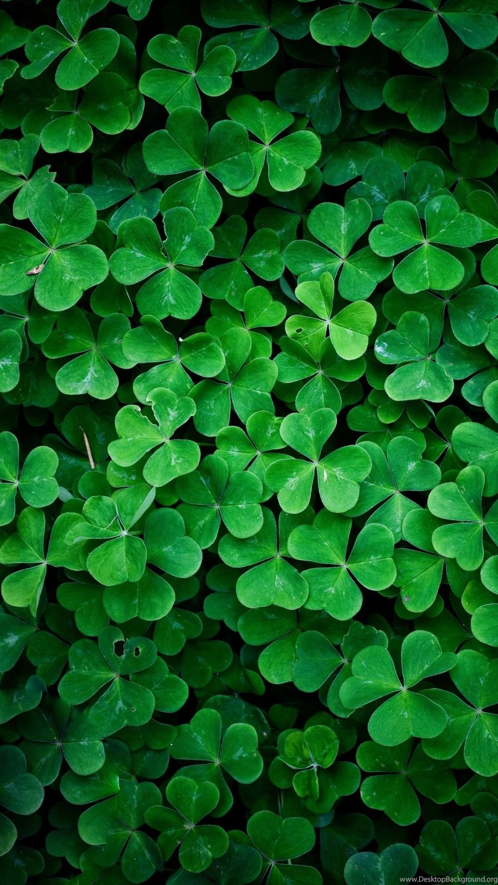 iPhone 6 Wallpapers: Grass 2 IPhone6wp.com