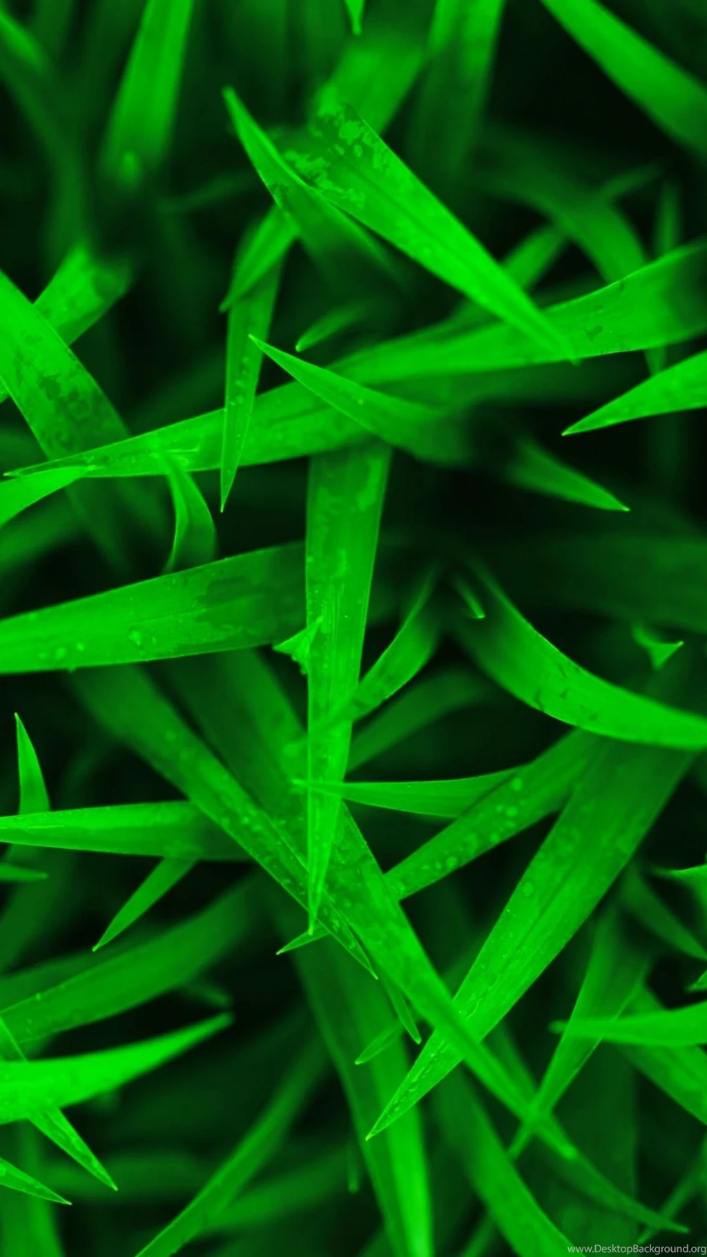 iPhone 6 Plus Wallpapers Grass 15