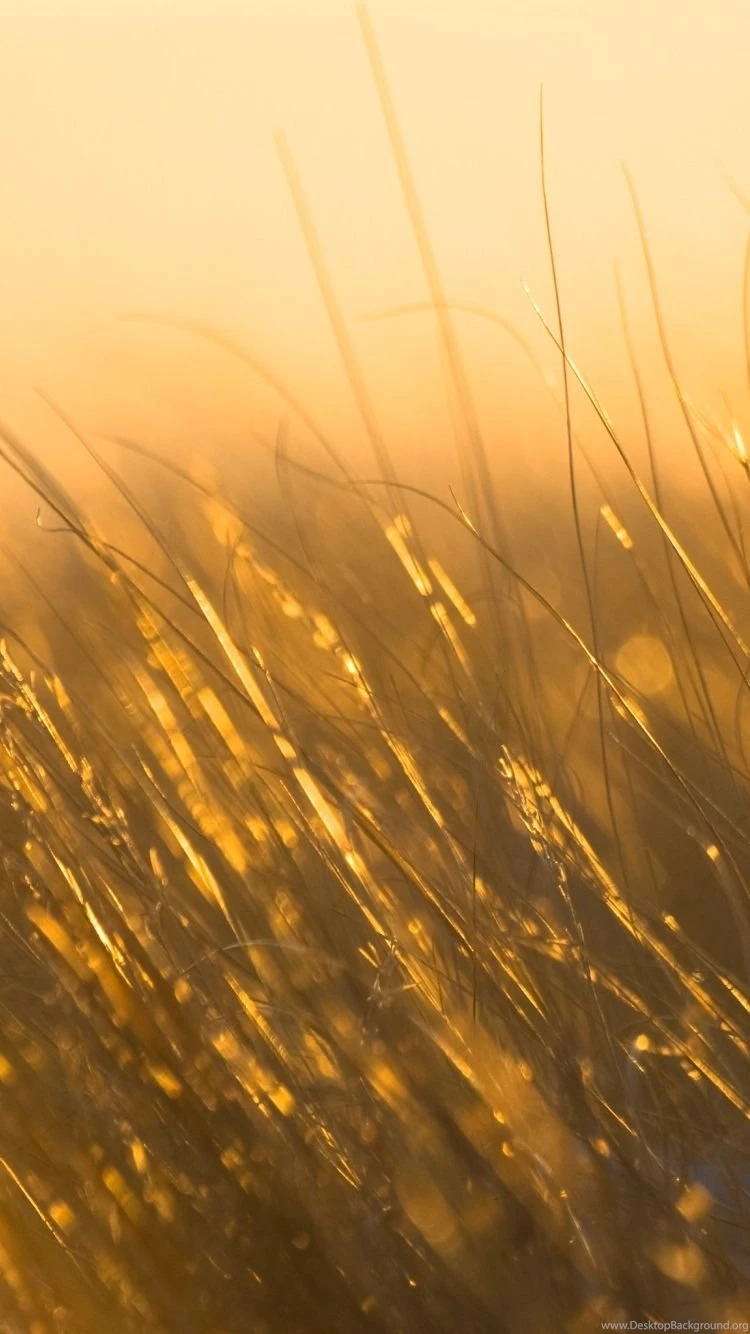 iPhone 6 Wallpapers Grass 06