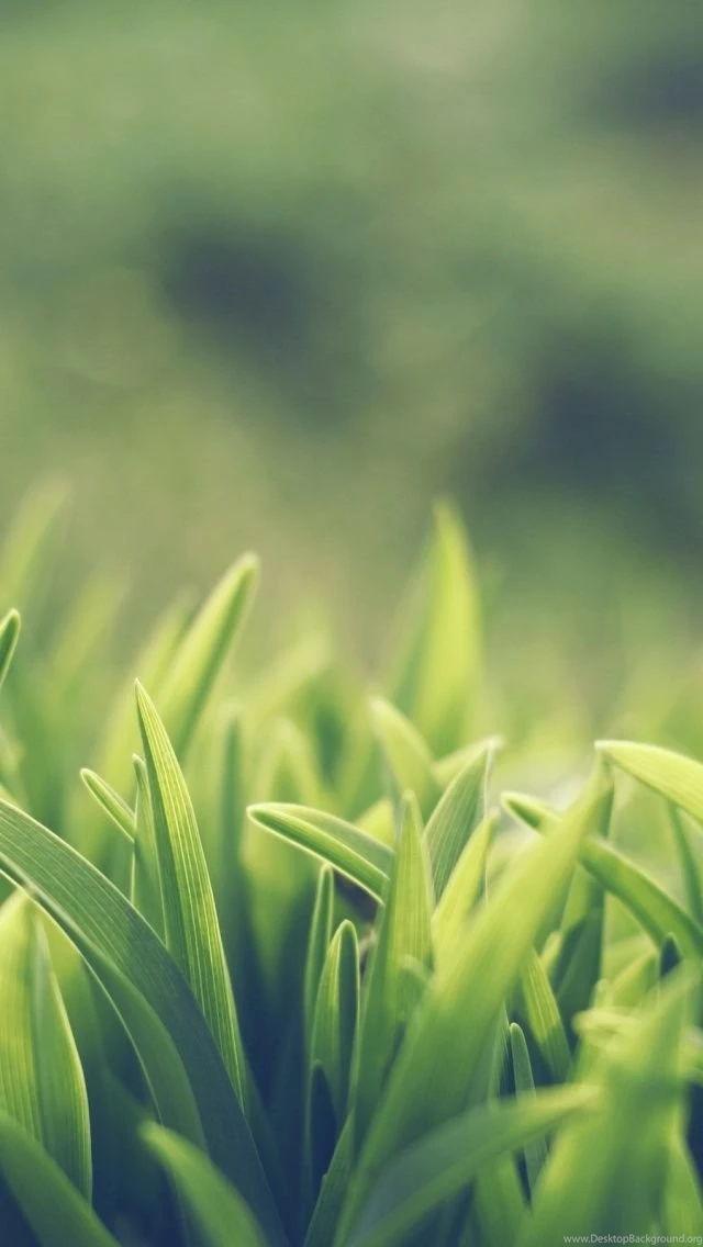 Grass iPhone 5 Wallpapers