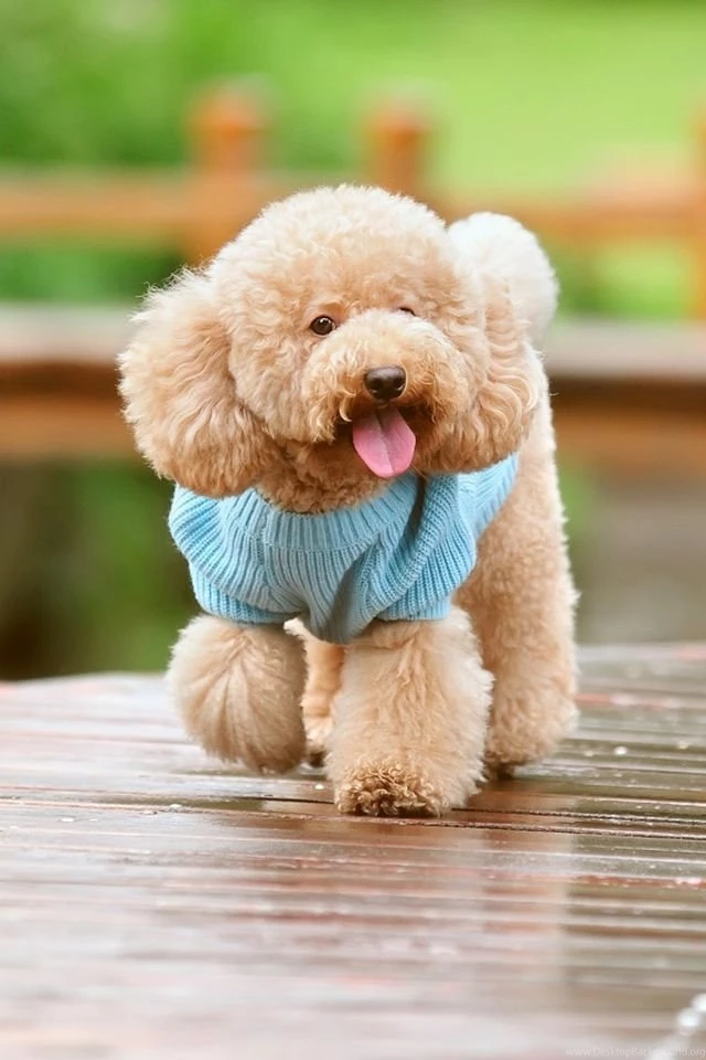 Cute Puppy iPhone 4s Wallpapers Download
