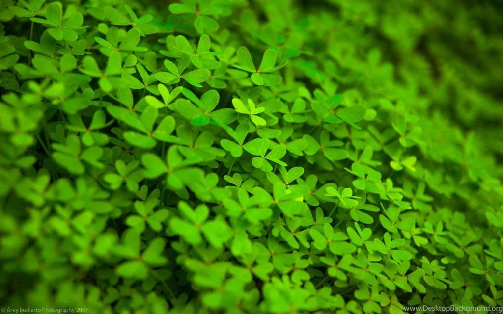 Green Leaves Wallpapers By L32 On DeviantArt