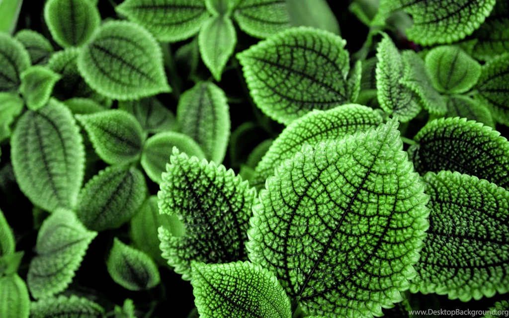 Beautiful Green Leaves Wallpapers