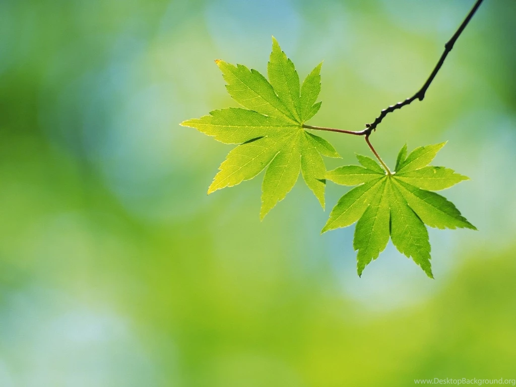 Green Leaves   Green Wallpapers (22176119)   Fanpop